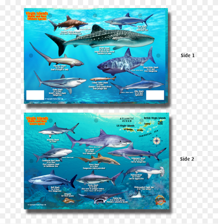 662x801 Franko Maps Virgin Islands Sharks Rays Creature Guide Florida Sharks, Sea Life, Animal, Fish HD PNG Download