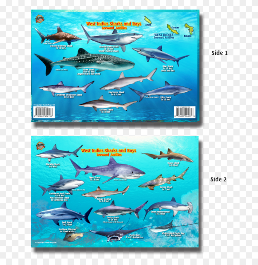 644x801 Franko Maps West Indies Sharks Rays Creature Guide Great White Shark, Water, Fish, Animal HD PNG Download