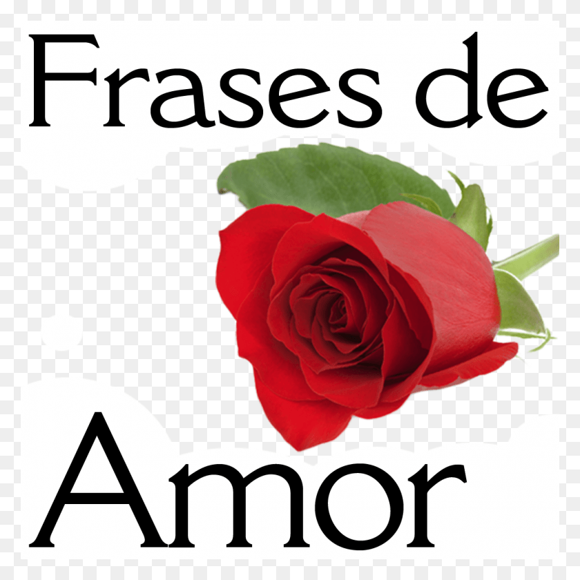 1024x1024 Frases Amor Para Compartir Садовые Розы, Роза, Цветок, Растение Hd Png Скачать