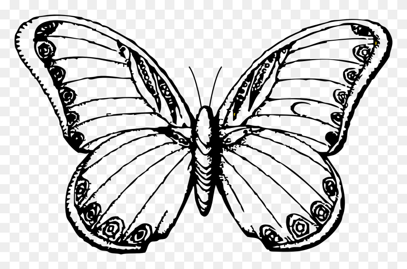 1969x1252 Free Afro Hair Transparent Images Free Line Drawing Of Butterfly, Animal, Invertebrate, Pattern HD PNG Download