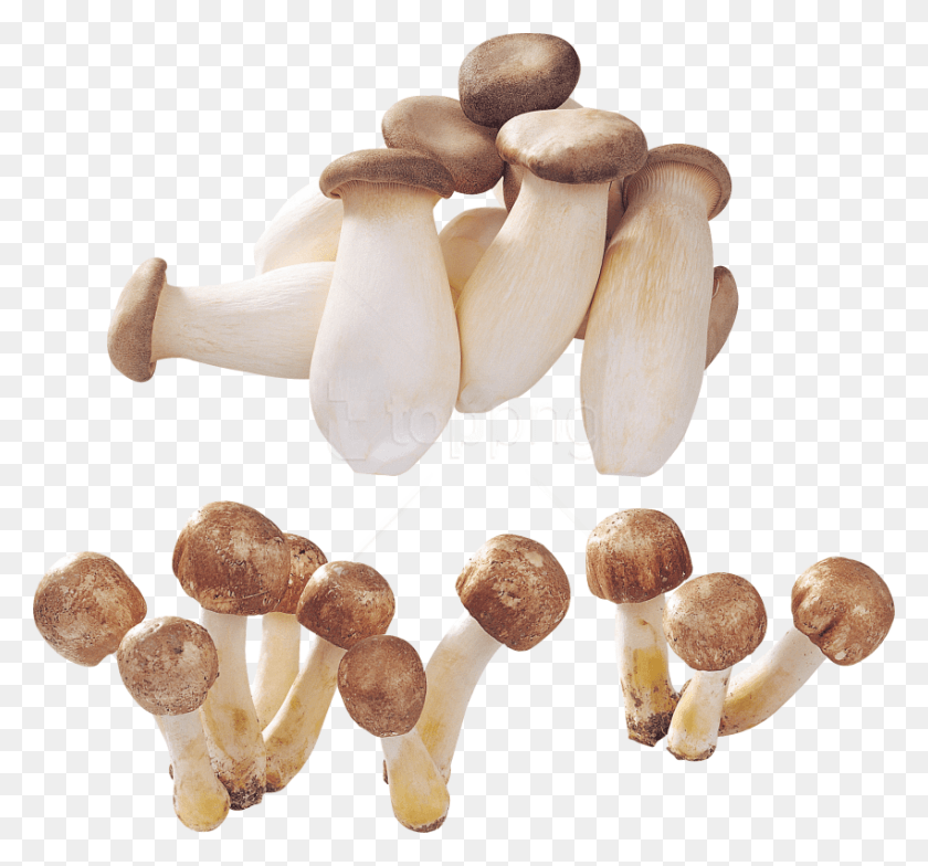 850x789 Free Alot Of Mushrooms Images Background Mushroom, Plant, Fungus, Agaric HD PNG Download