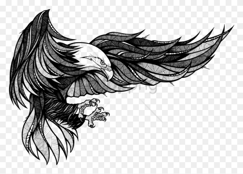 850x590 Free Andreas Preis Eagle Image With Transparent Andreas Preis Eagle, Bird, Animal HD PNG Download