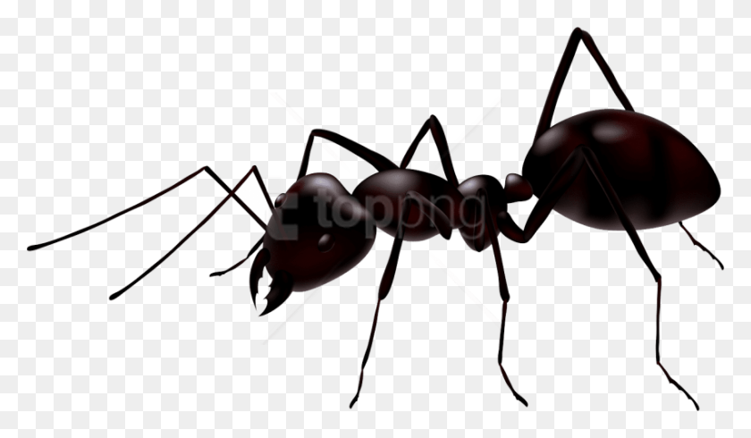 850x469 Free Ant Clipart Photo Images Ant Vector, Insect, Invertebrate, Animal HD PNG Download