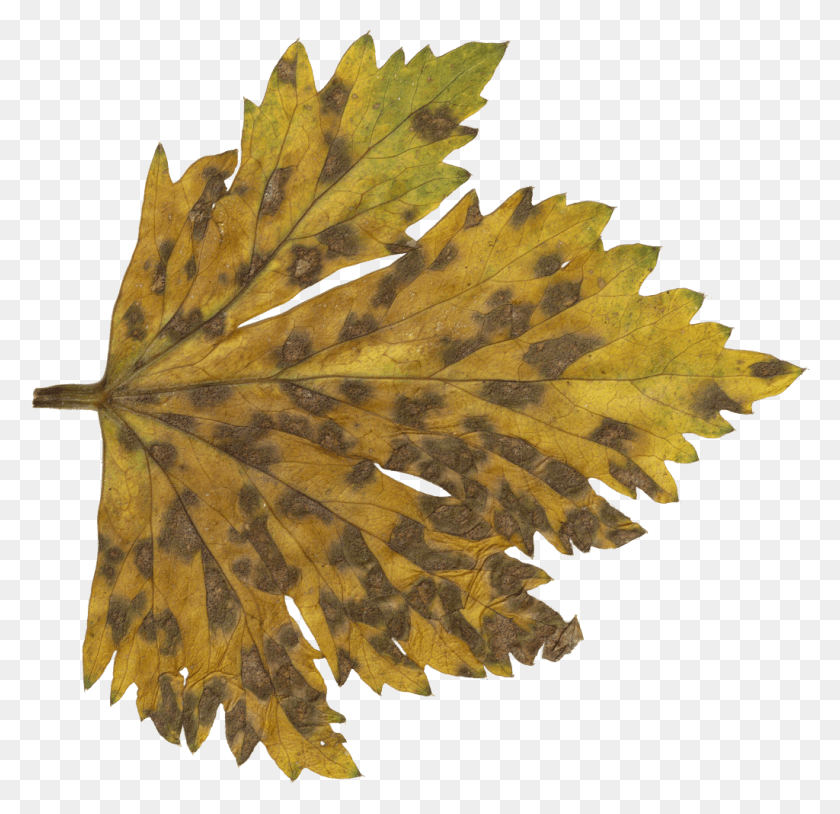 1024x990 Free Autumn, Leaf, Plant, Maple Leaf HD PNG Download