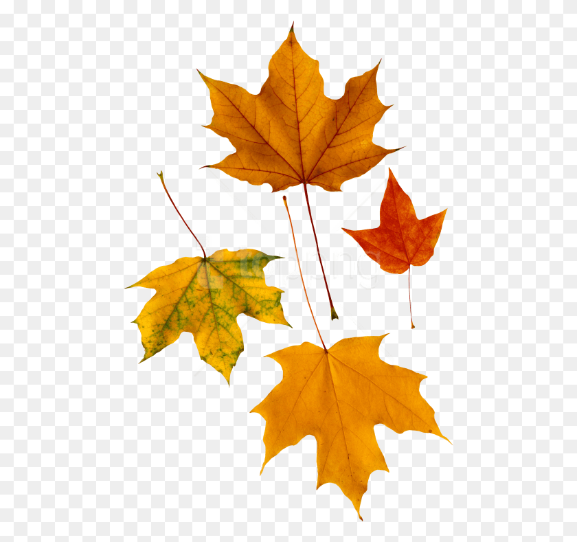 480x729 Png Осенний Лист Лист Ивы Осень, Растение, Дерево, Клен Hd Png