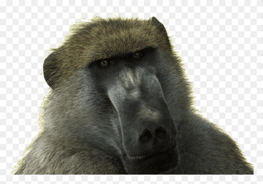 790x535 Free Baboon Free Desktop Images Background Baboon, Monkey, Wildlife, Mammal HD PNG Download