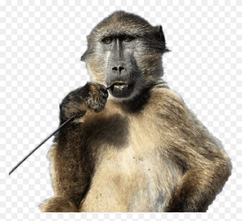 825x748 Free Baboon With Stick In His Mouth Cape Town Baboon, Monkey, Wildlife, Mammal HD PNG Download