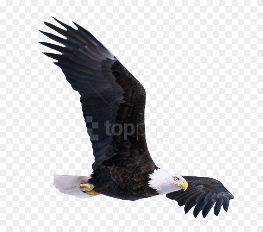 660x679 Free Bald Eagle Flying Images Background Free Clipart Soaring Eagle, Bird, Animal HD PNG Download