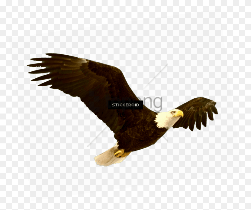 850x701 Free Bald Eagle Image With Transparent Background Flying Like An Eagle, Bird, Animal, Vulture HD PNG Download