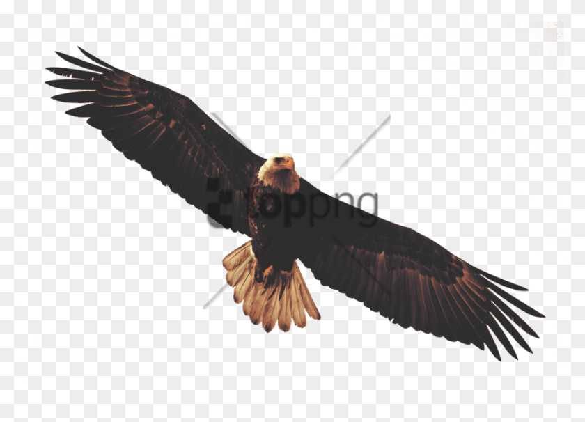 850x596 Free Bald Eagle Sticker Image With Transparent Transparent Eagle Flying, Bird, Animal, Vulture HD PNG Download