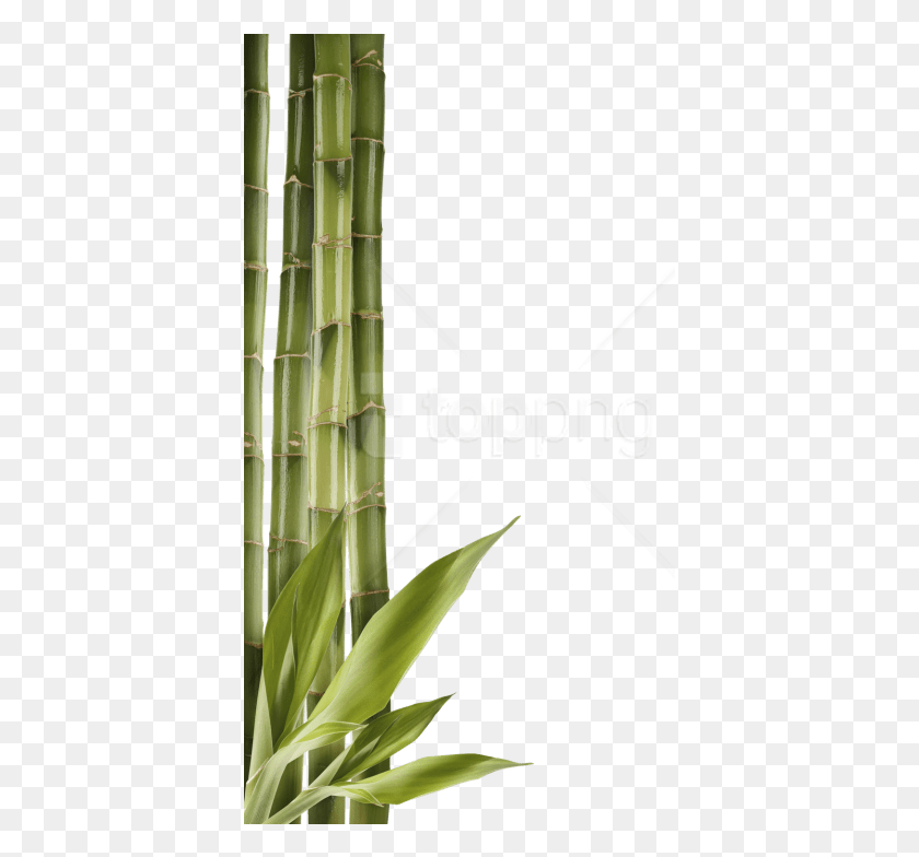 395x724 Free Bamboo Free Images Bamboo Wallpaper Iphone, Plant, Bamboo Shoot, Vegetable HD PNG Download