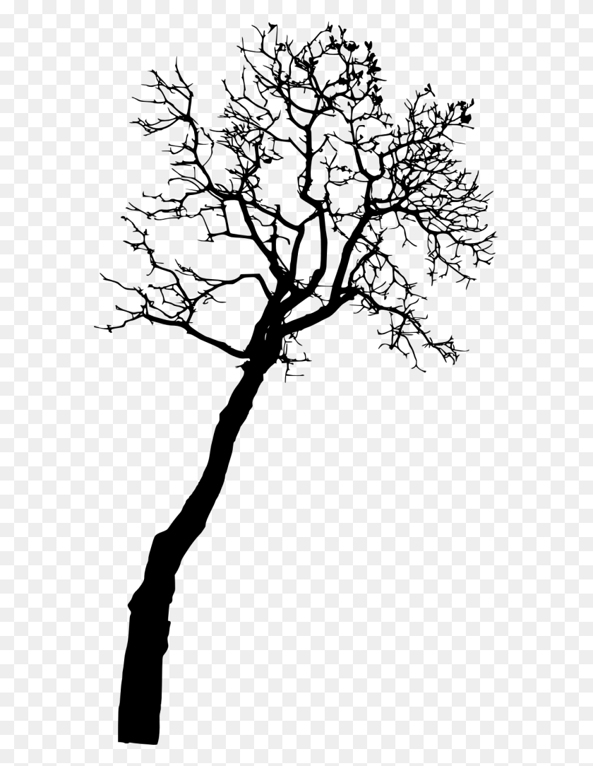 573x1024 Free Bare Tree Silhouette Images Transparent Silhouette, Gray, World Of Warcraft HD PNG Download