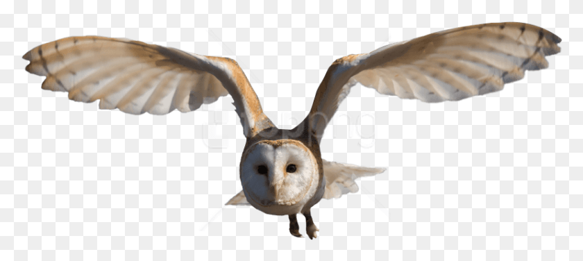 828x336 Free Barn Owl Images Background Barn Owl, Bird, Animal, Fungus HD PNG Download