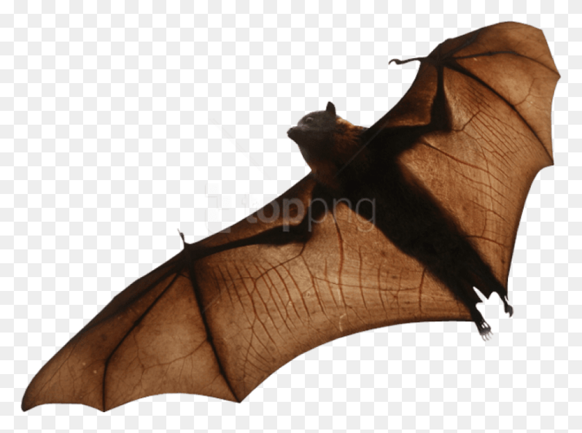 851x617 Free Bat Images Background Images Fruit Bat Transparent Background, Leaf, Plant, Wildlife HD PNG Download