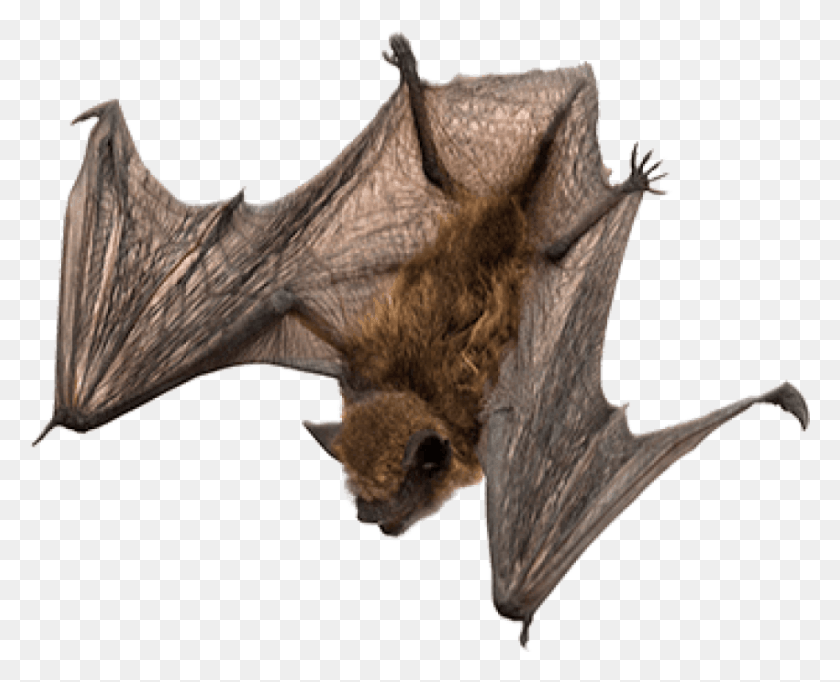 850x678 Free Bat Images Background Images Little Brown Bat Transparent, Animal, Mammal, Wildlife HD PNG Download