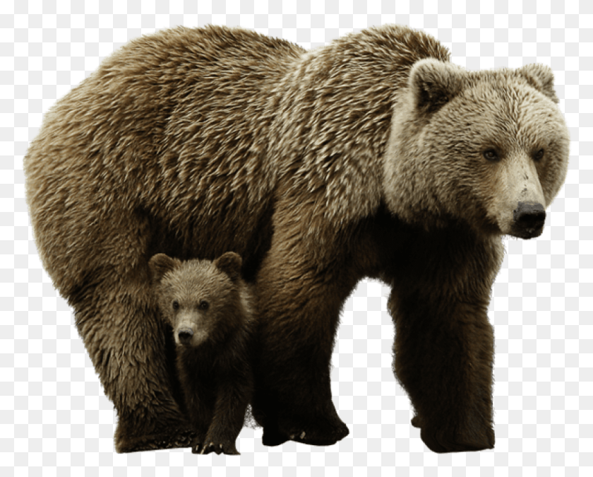 829x654 Free Bear Images Background Images Brown Bear, Wildlife, Mammal, Animal HD PNG Download