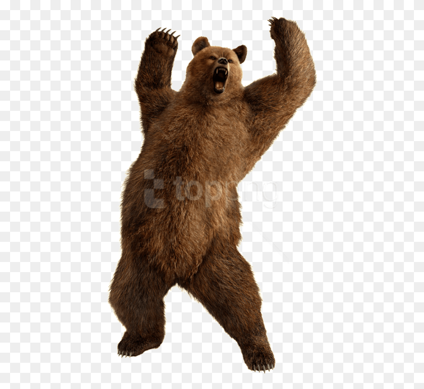 424x712 Бесплатные Изображения Медведя Фоновые Изображения Kuma Tekken, Млекопитающее, Животное, Дикая Природа Hd Png Скачать