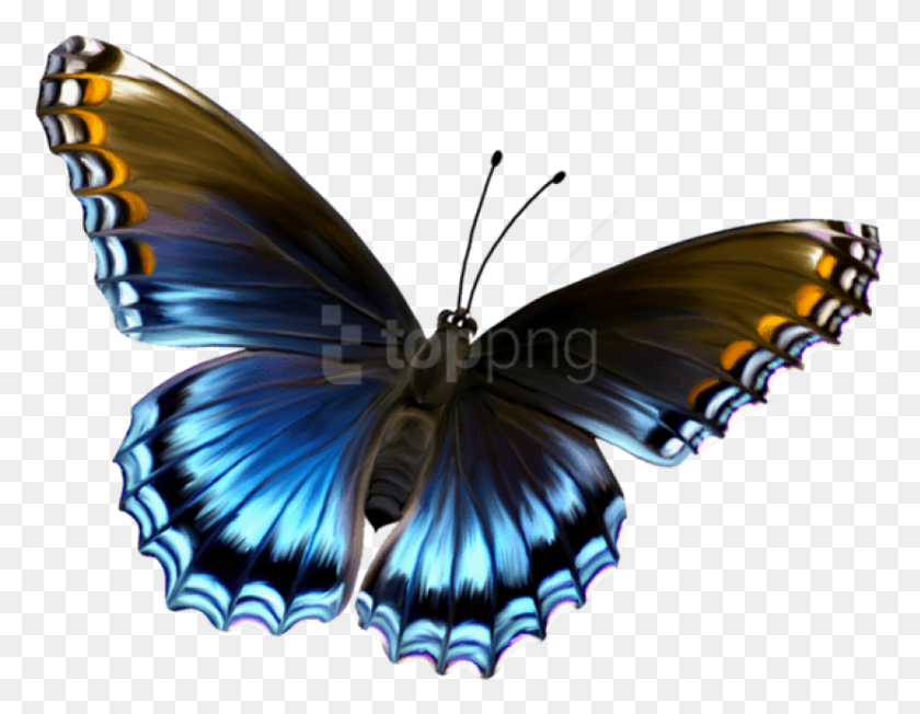 830x631 Free Beautiful Blue And Brown Butterfly Butterfly, Insect, Invertebrate, Animal HD PNG Download