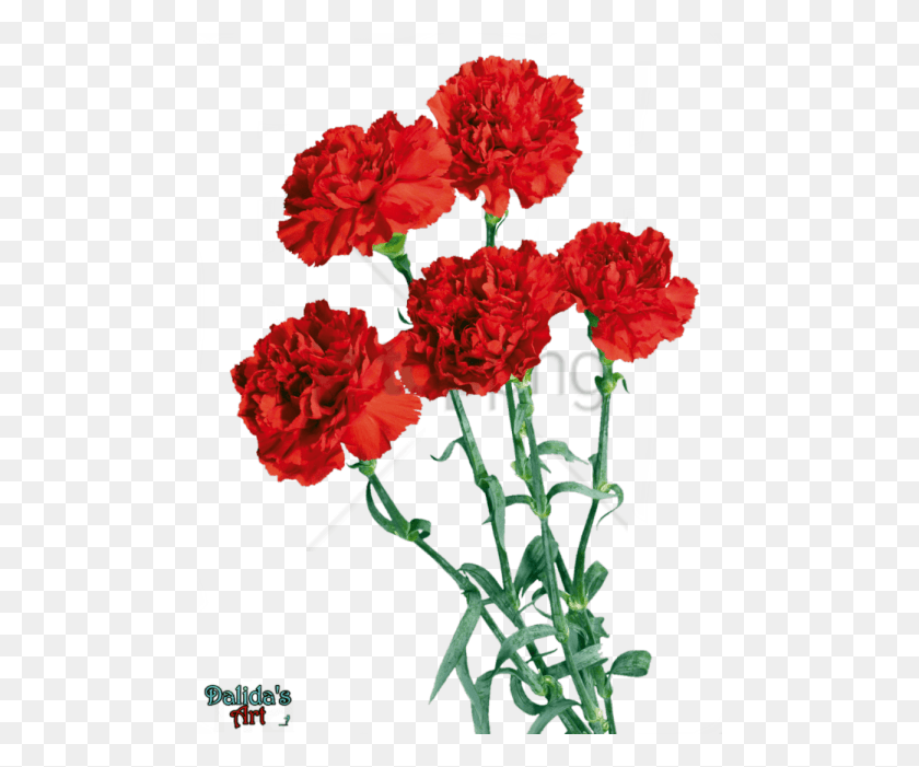 480x641 Png Красивые Цветы Гвоздики От Makiskan Гвоздика, Растение, Цветок, Цветение Hd Png