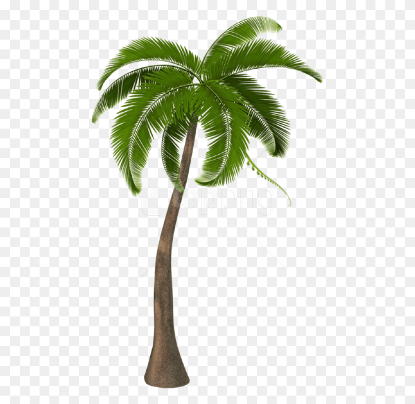 474x757 Free Beautiful Palm Tree Images Background Clipart Palm Tree, Leaf, Plant, Green HD PNG Download