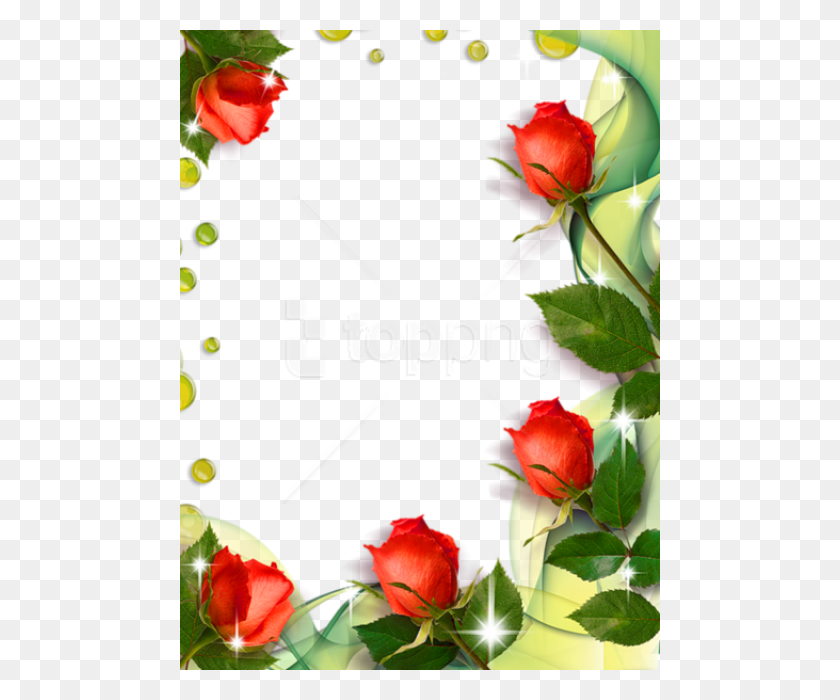 480x640 Free Beautiful Transparent Photo Frame With Roses Roses Borders And Frames, Rose, Flower, Plant HD PNG Download