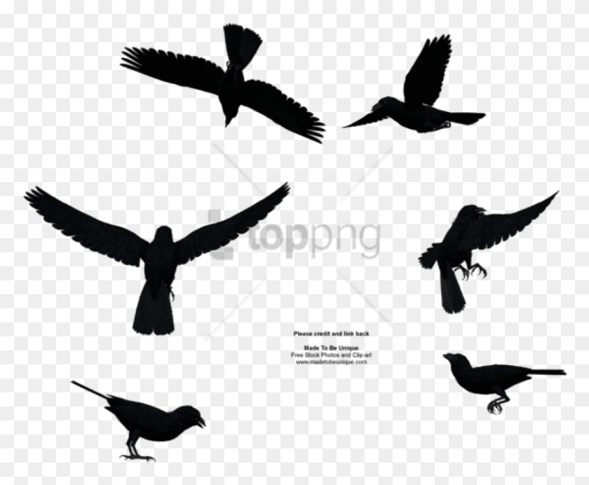 851x690 Free Bird Flying From Above Image With Transparent Silhouette Birds Flying From Above, Animal, Blackbird HD PNG Download