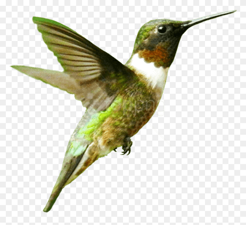 778x708 Бесплатные Изображения Птиц Фоновые Изображения Летящая Птица, Животное, Колибри, Пчелоед Hd Png Скачать