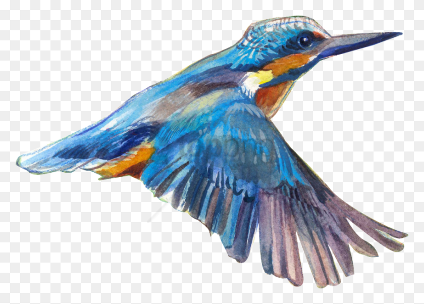 850x591 Imágenes De Aves, Imágenes De Fondo, Gráficos De Red Portátiles, Bluebird, Animal, Jay Hd Png Descargar