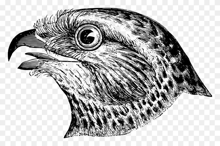 2400x1536 Free Bird S Big Image Head Of Bird Clipart Black And White, Gray, World Of Warcraft HD PNG Download