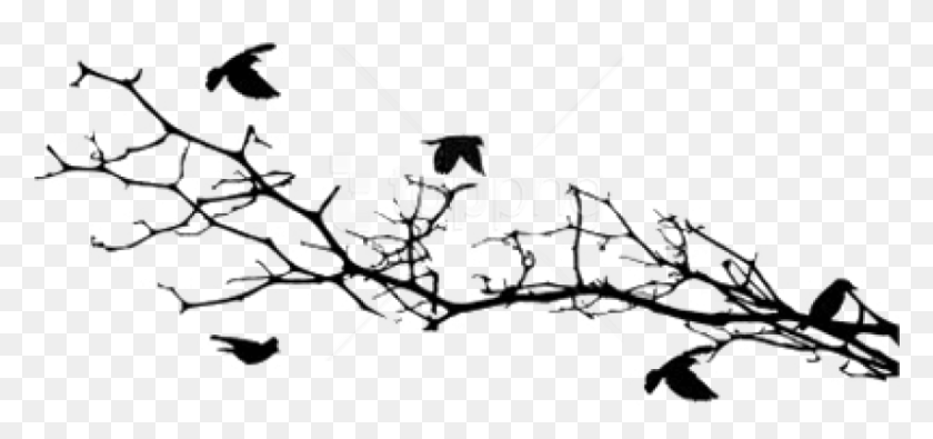 851x366 Free Bird Silhouettes On A Branch Silhouette, Transportation, Vehicle, Utility Pole HD PNG Download