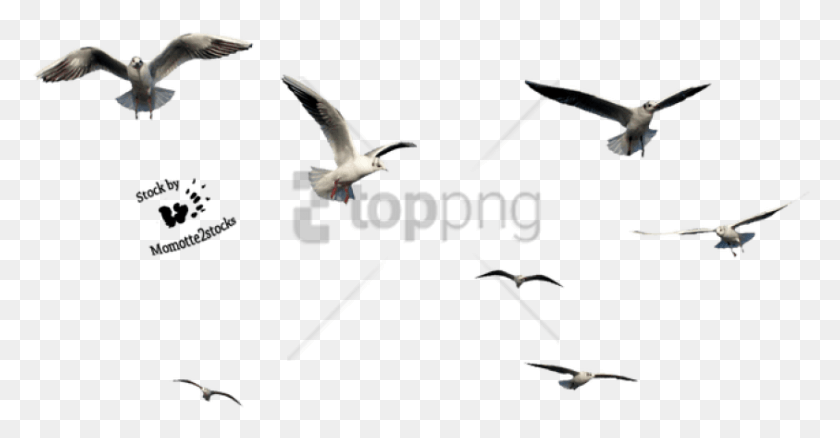 843x409 Free Birds Cut Out Image With Transparent Background Birds Flying, Bird, Animal, Waterfowl HD PNG Download