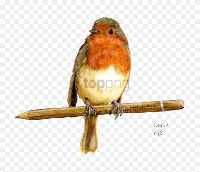 Free Birds Garden Hand Drawn Image With Transparent Pencil Drawing Of A Robin, Bird, Animal, Bluebird HD PNG Download