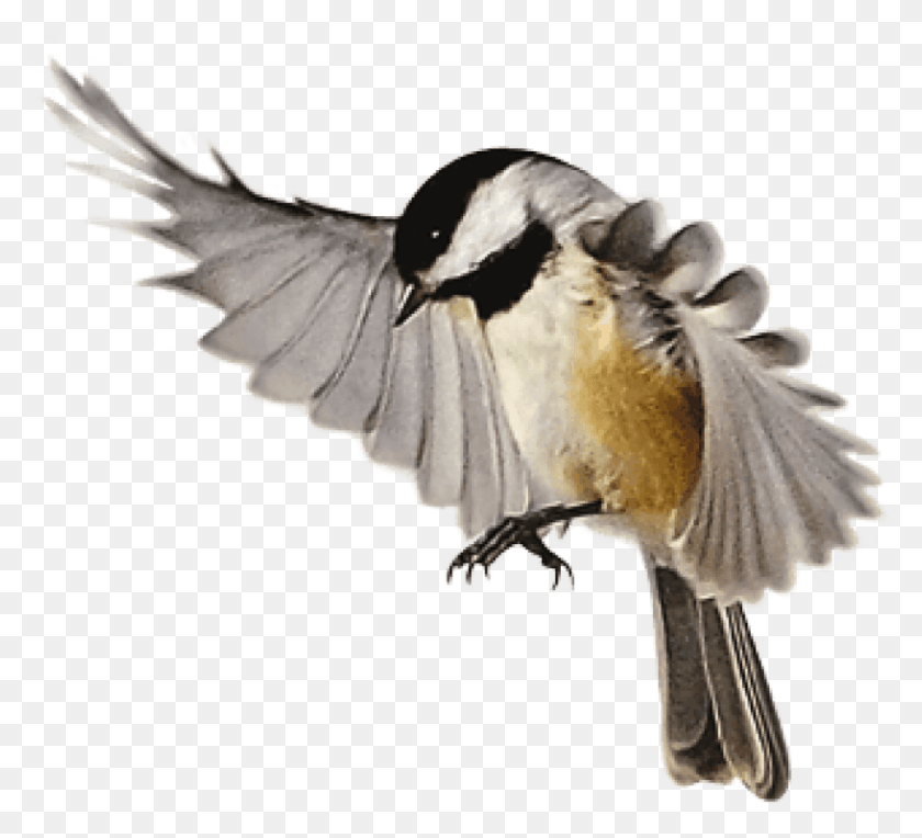 816x737 Free Birds Images Background Images Black Capped Chickadee, Jay, Bird, Animal HD PNG Download