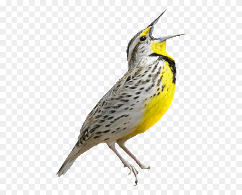 454x618 Free Birds Images Background Images Western Meadowlark, Bird, Animal, Anthus HD PNG Download