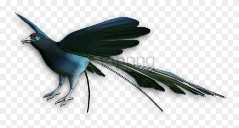 850x424 Free Birds Of Paradise Image With Transparent Boat Tailed Grackle, Bird, Animal, Vulture HD PNG Download