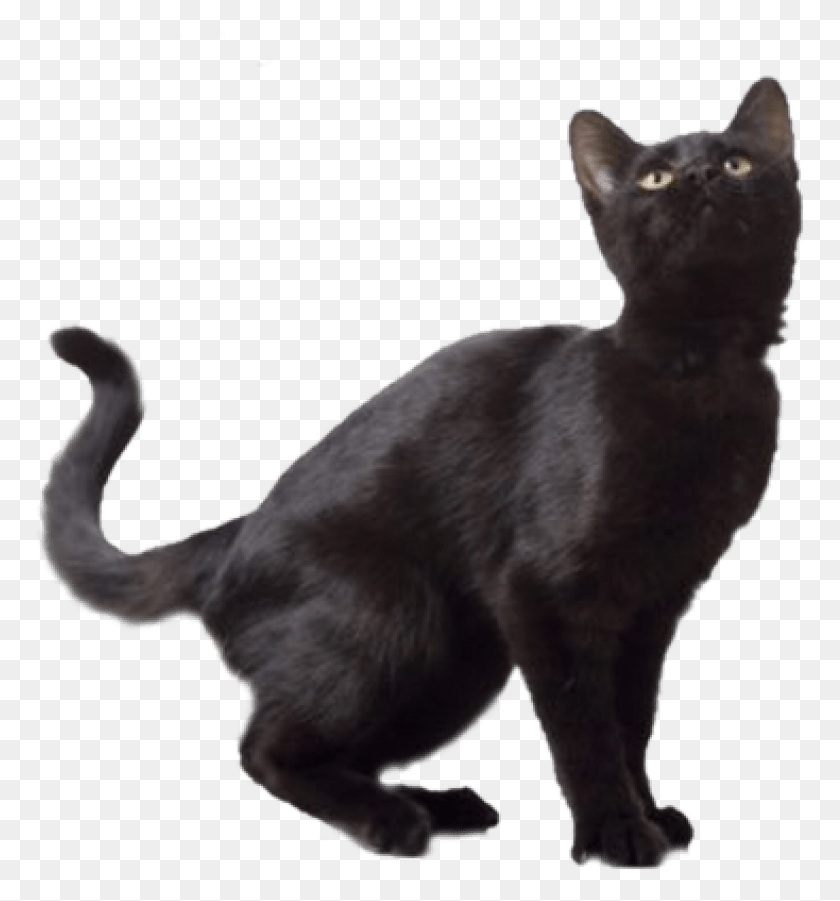 771x841 Descargar Png Gato Negro Imágenes De Fondo Norwegian Forest Cat Bombay, Mascota, Mamífero, Animal Hd Png