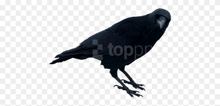 467x345 Free Black Crow Standing Images Background Black Crow Transparent Background, Bird, Animal, Blackbird HD PNG Download