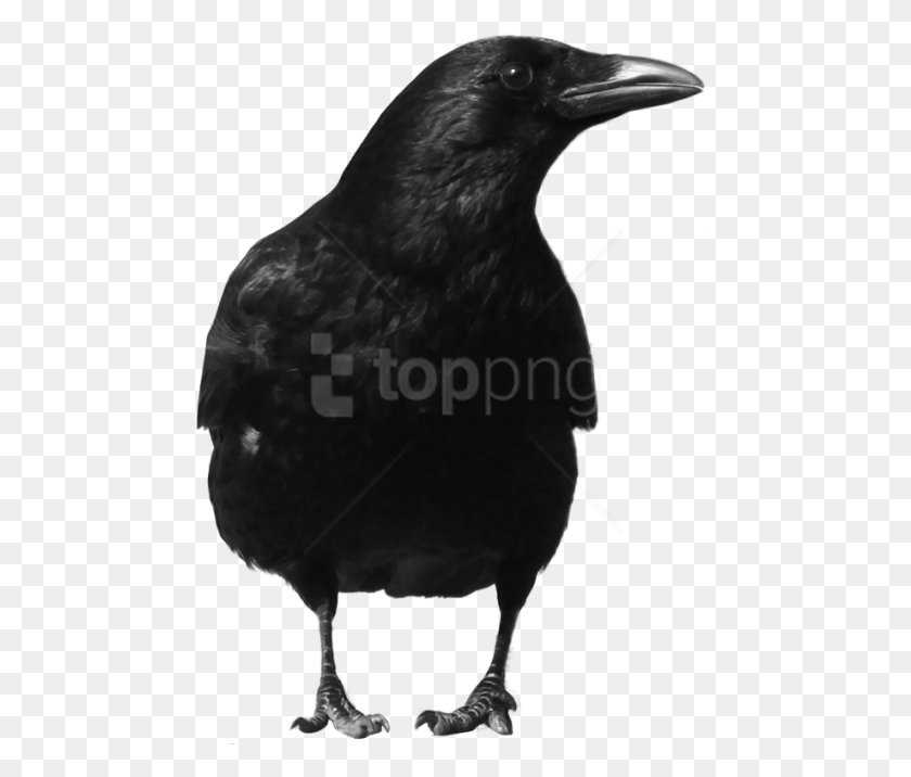 480x656 Free Black Crow Standing Images Background Crow, Bird, Animal, Blackbird HD PNG Download