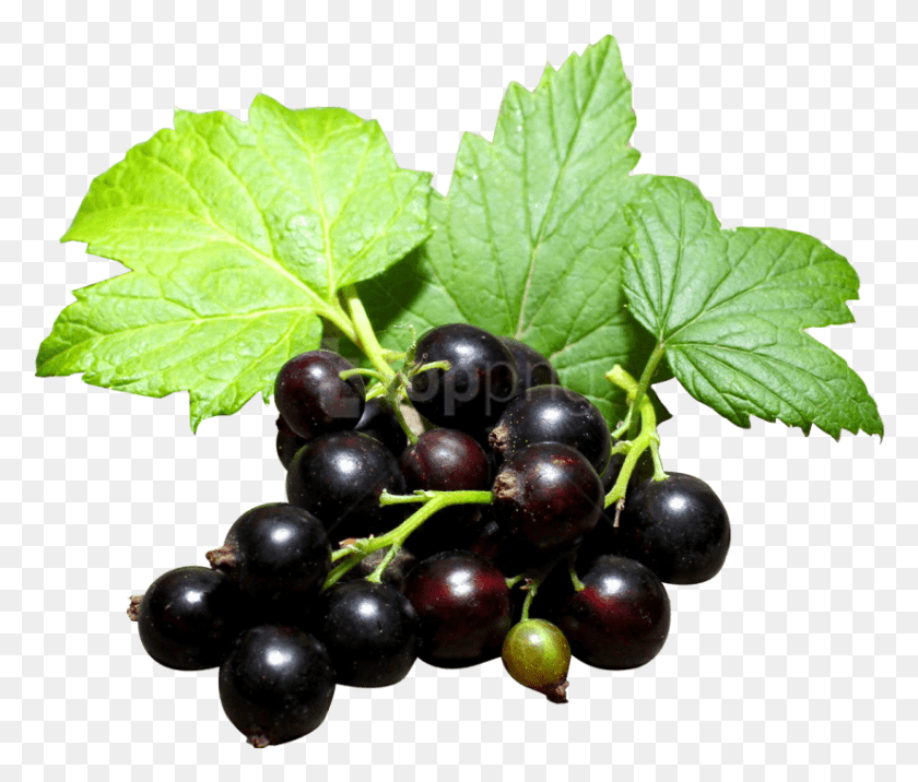 826x695 Descargar Png / Grosella Negra, Grosella Negra, Planta, Fruta, Alimentos Hd Png