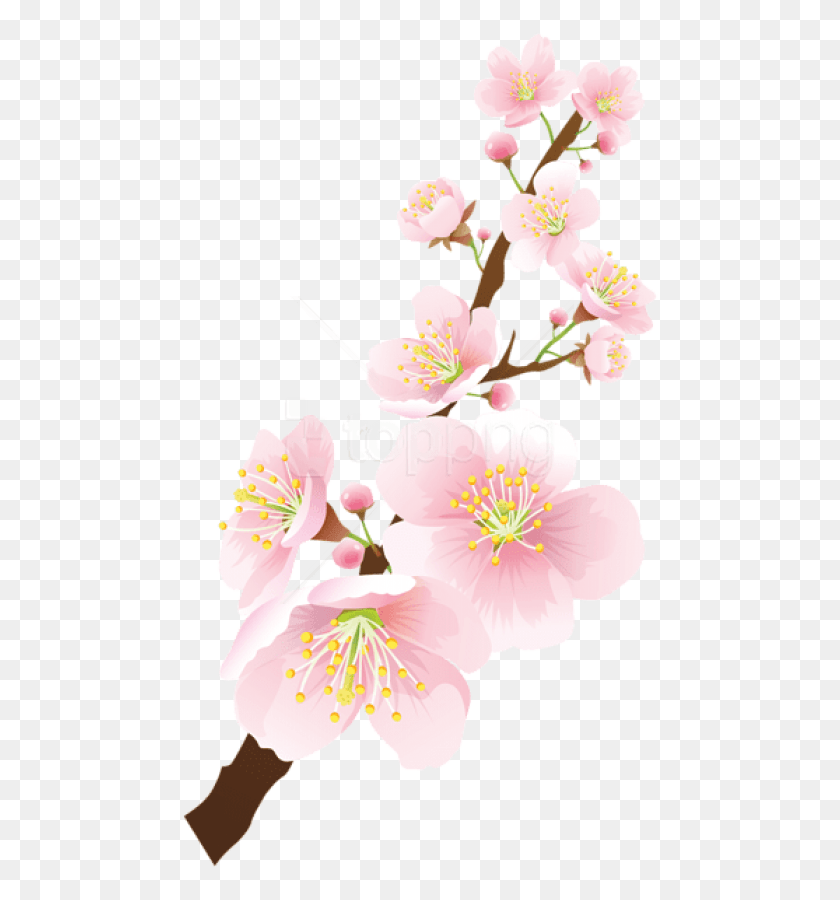 480x840 Free Blooming Spring Branch Images Cherry Blossom, Plant, Flower, Blossom HD PNG Download