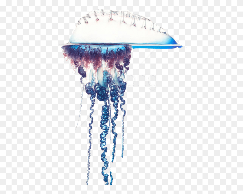 463x612 Free Blue Bottle Jellyfish Free Pictures Physalia Physalis, Invertebrate, Sea Life, Animal HD PNG Download