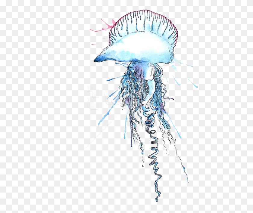 476x648 Free Blue Bottle Jellyfish Images Man O War Jellyfish, Invertebrate, Sea Life, Animal HD PNG Download