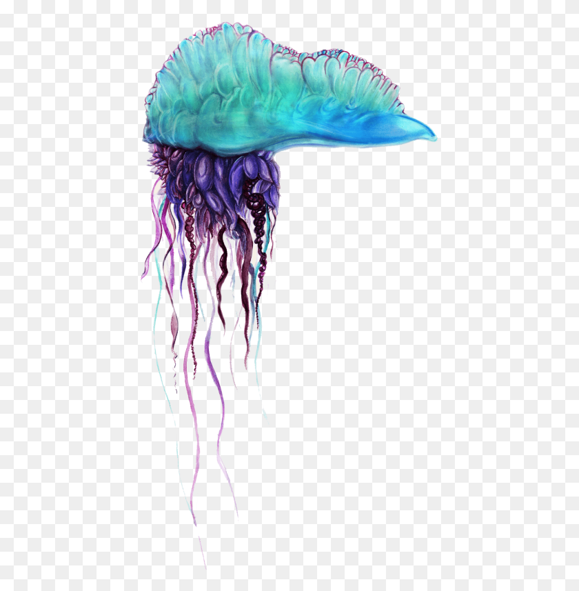 433x797 Free Blue Bottle Jellyfish Pics Images Man Of War Jelly Fish Transparent Background, Invertebrate, Sea Life, Animal HD PNG Download