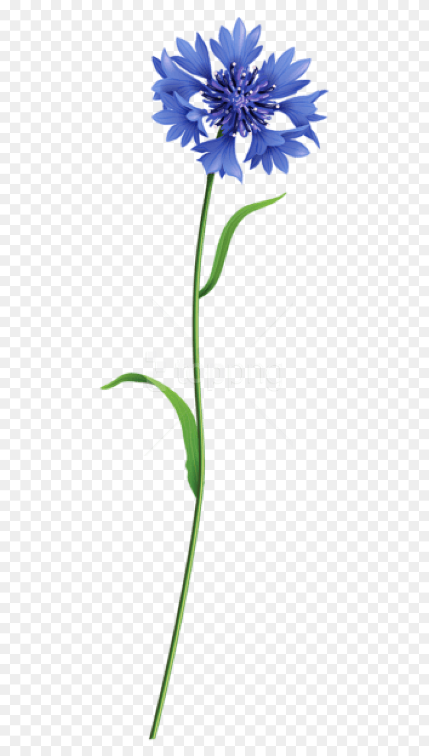 453x1420 Free Blue Field Flower Images Background Field Flowers Transparent, Plant, Blossom, Produce HD PNG Download