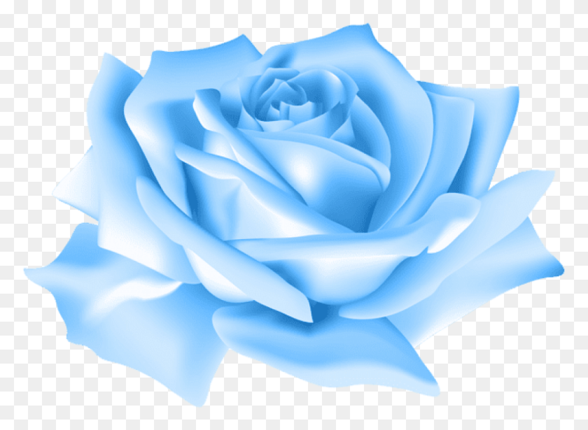 850x605 Бесплатные Голубые Розы Цветочные Изображения Фон Розовая Роза Прозрачная, Роза, Цветок, Растение Hd Png Скачать