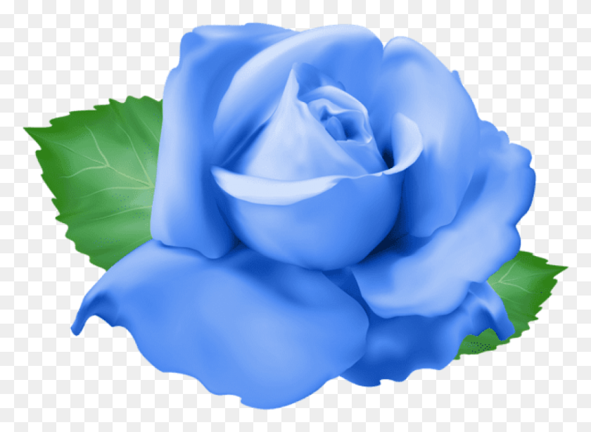 847x602 Png Голубая Роза Изображения Фона Переносимая Сетевая Графика, Цветок, Растение, Цветение Hd Png
