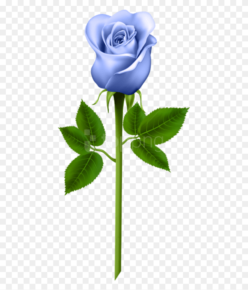 449x921 Free Blue Rose Images Background Purple Rose, Plant, Flower, Blossom HD PNG Download