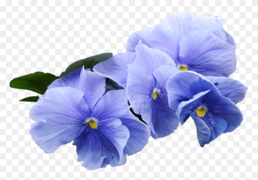 836x565 Free Blue Violet Flower Images Background Blue Violets Clip Art, Plant, Geranium, Blossom HD PNG Download