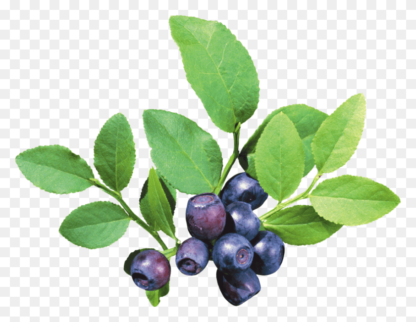 851x645 Free Blueberries Images Transparent Berry Plant, Fruit, Food, Blueberry HD PNG Download