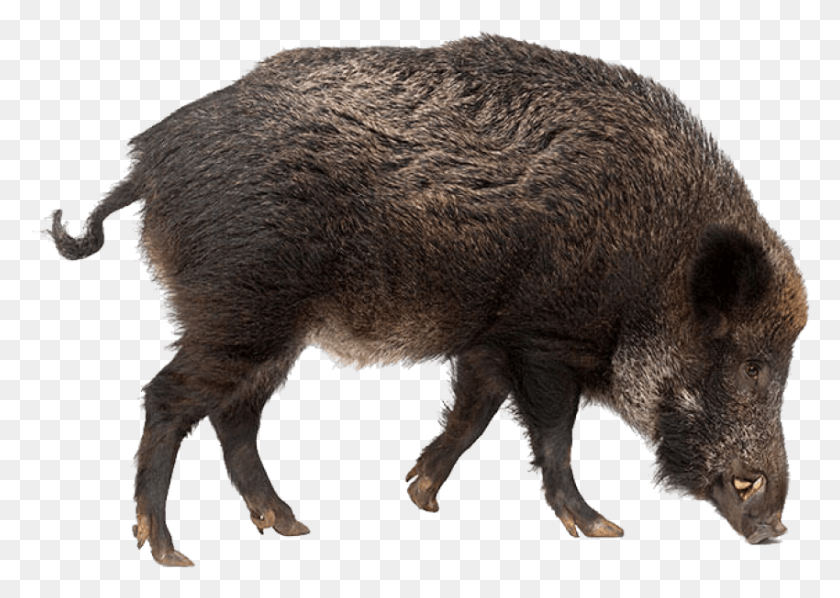 850x587 Free Boar Images Transparent Wild Boar Transparent Background, Hog, Pig, Mammal HD PNG Download